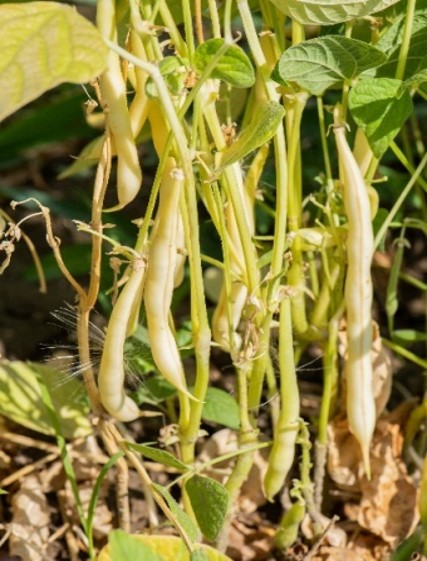 Fasole ANISIA
