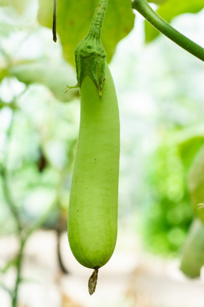 Vinete Iarina