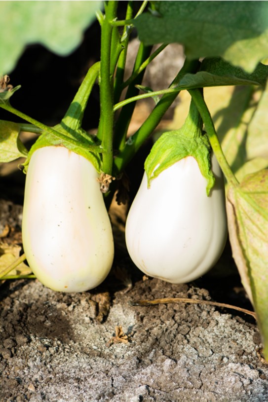 Vinete Romanița