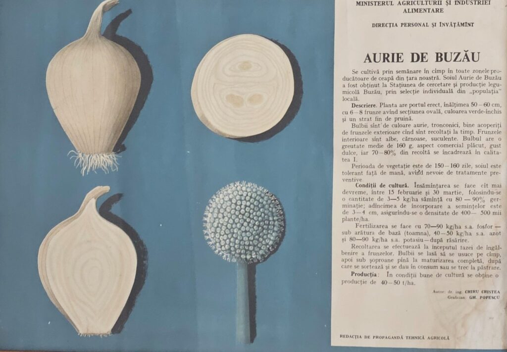 99 de ani de la nașterea lui Chiru N. Cristea, omul care a pus rădăcini adânci în legumicultura românească