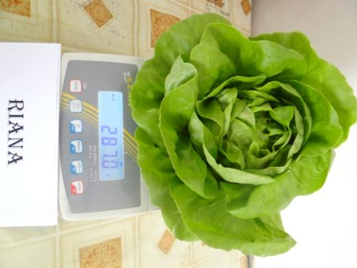 Salata verde Riana​