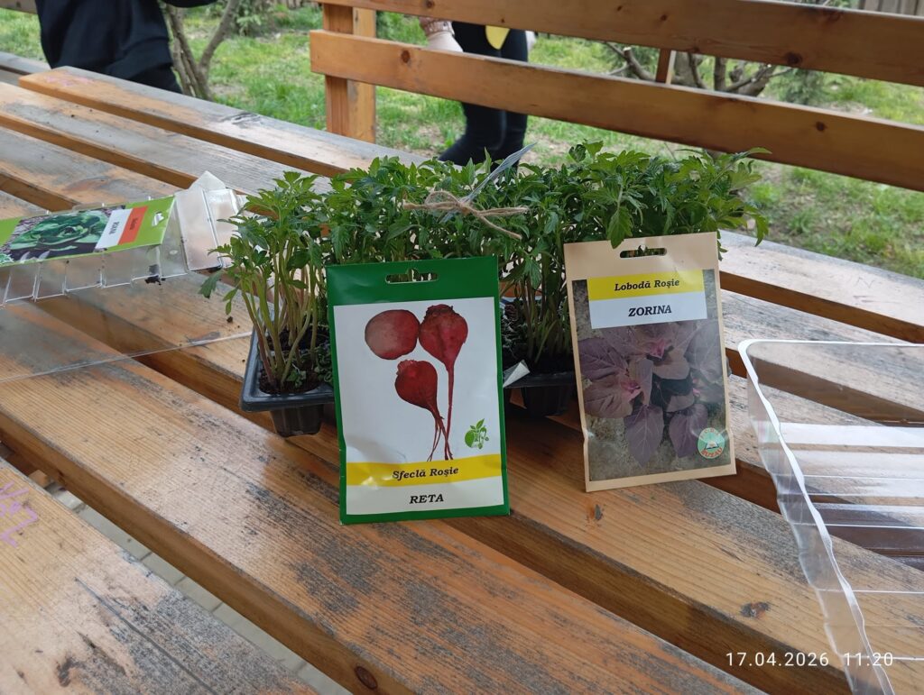 SCDL Buzău alături de EcoSMART — când știința și educația cresc împreună 9 Activitate practică de grădinărit în cadrul proiectului EcoSMART