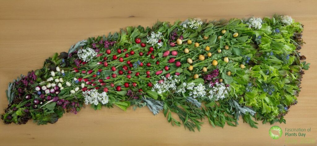 Atelier de artă comestibilă de Ziua Fascinației Plantelor la SCDL Buzău