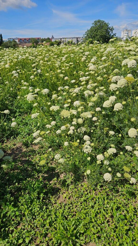 Inflorescență de morcov în câmpul de semincer de la SCDL Buzău