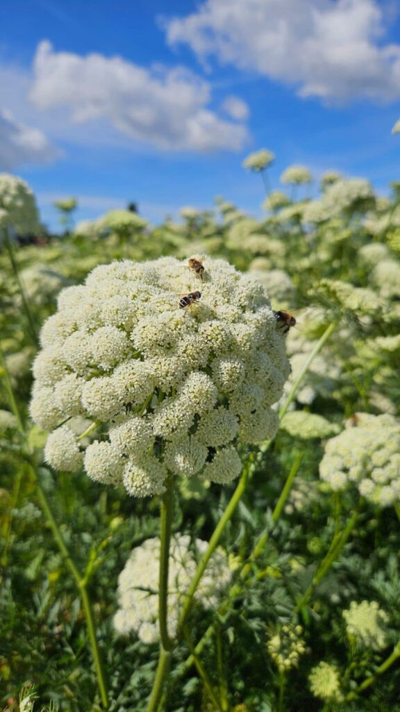 Umbelă de morcov cu florile din care se vor forma semințele