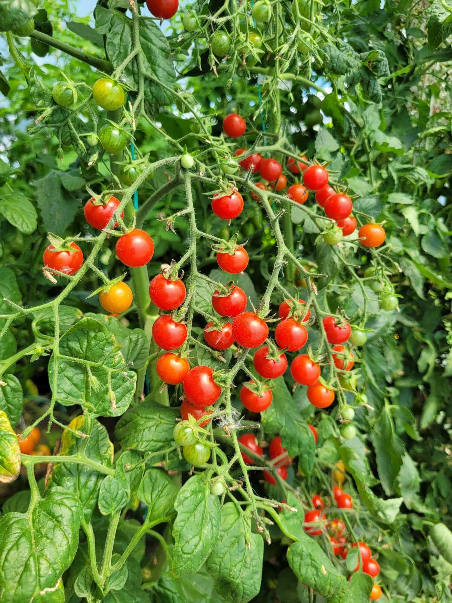 Soiuri de tomate din colecția gazdei, pregătite pentru degustare