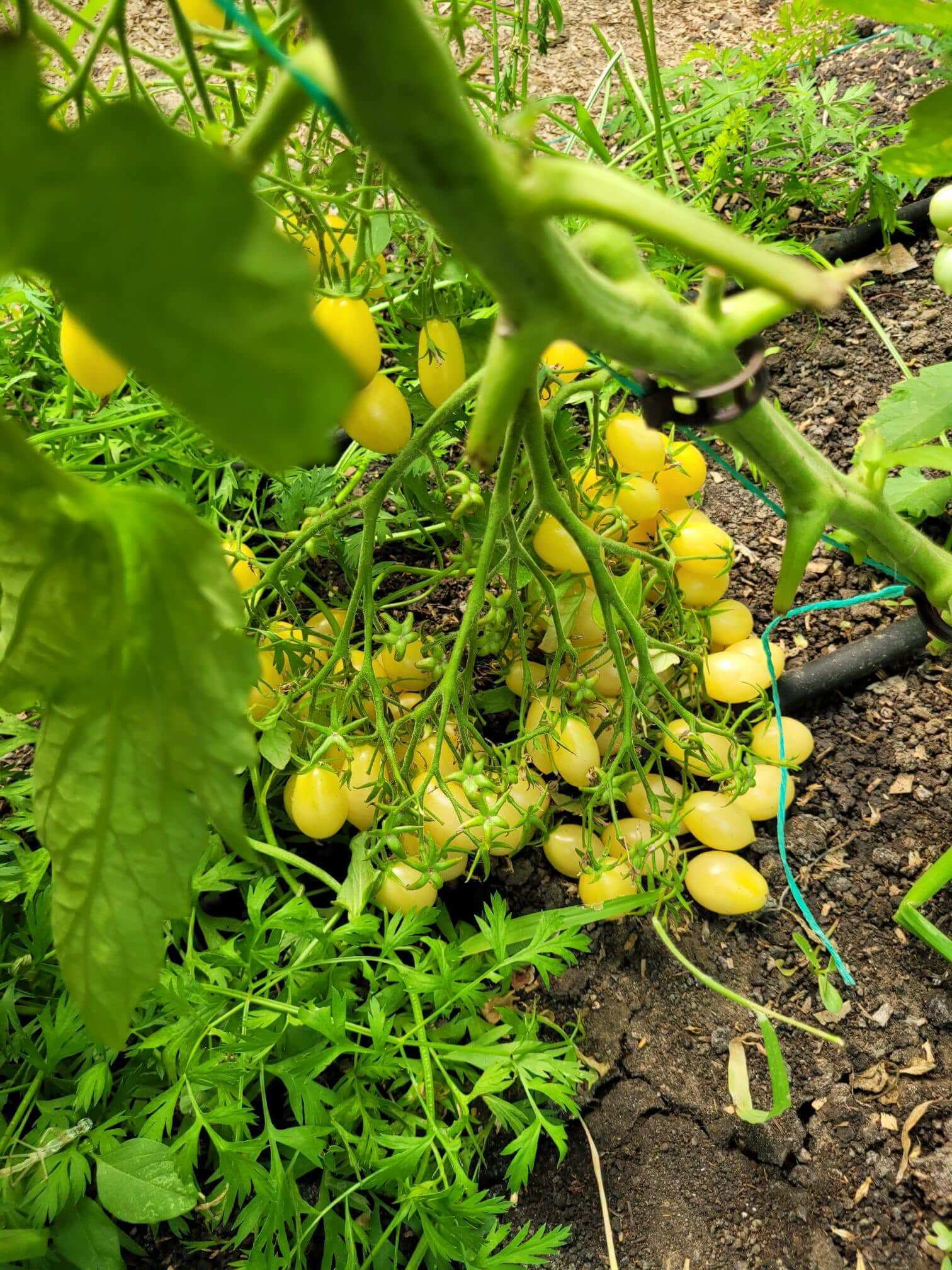 Degustare de tomate din colecția Colecționarului de Arome