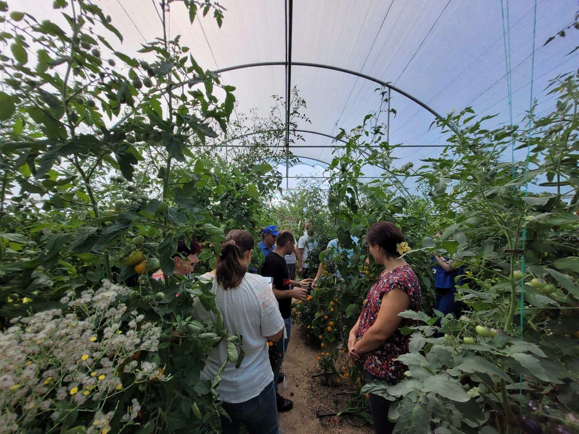 Plante de tomate în solar, urmărite de participanții la eveniment