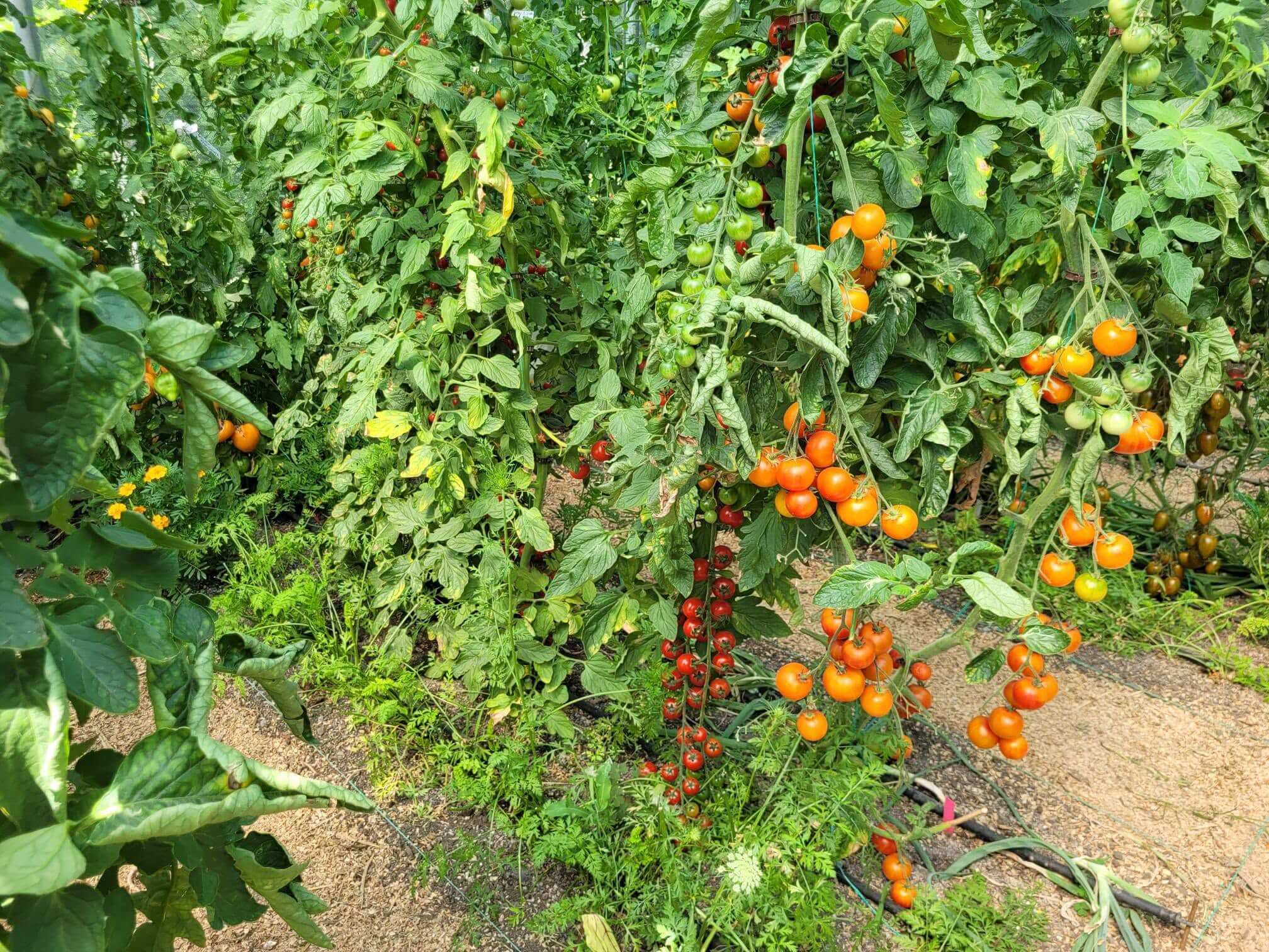 Grădina de legume vizitată în cadrul mesei rotunde ADER 6.3.20
