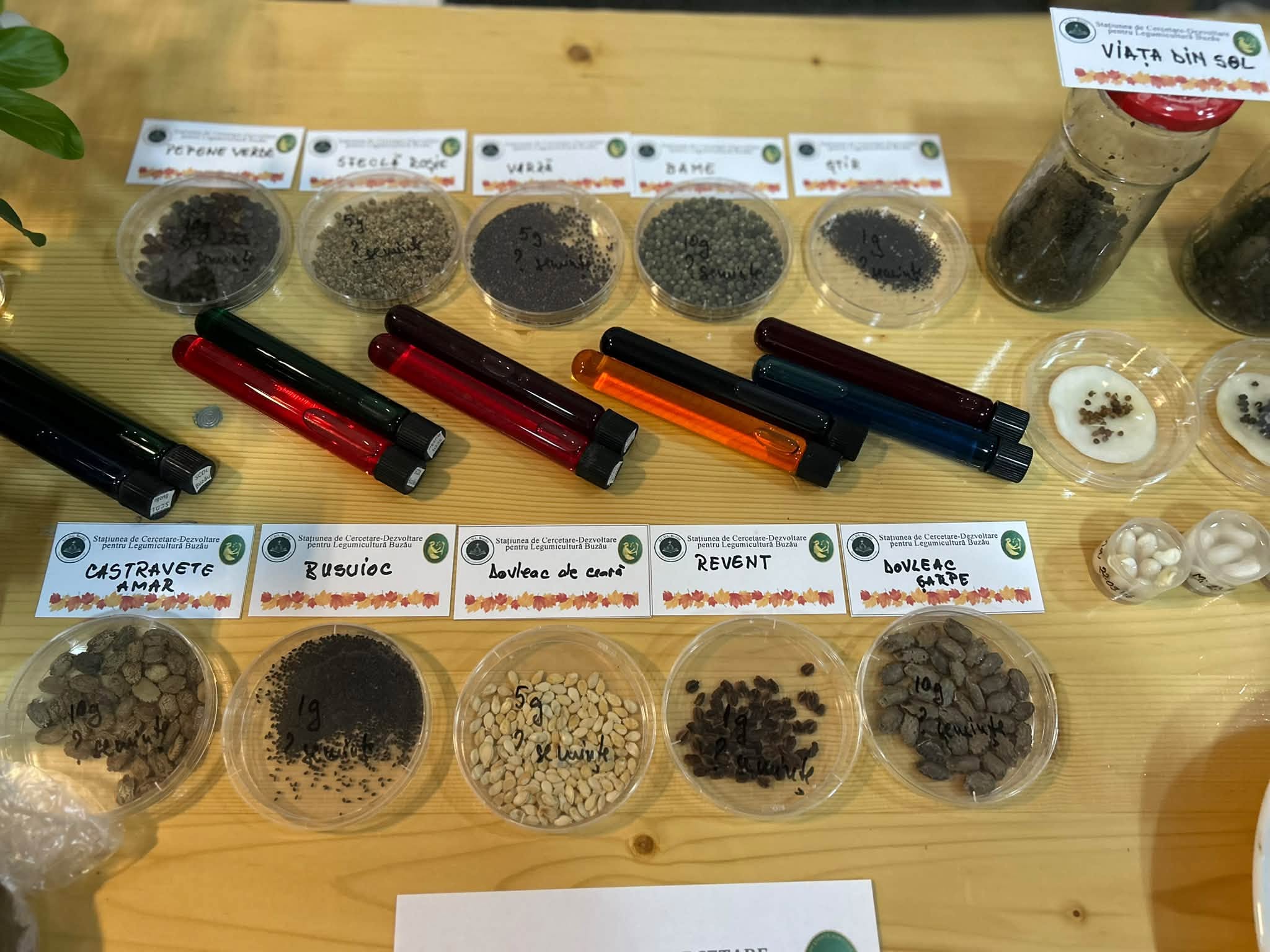 Semințe de legume în plăci Petri și eprubete colorate la standul SCDL Buzău