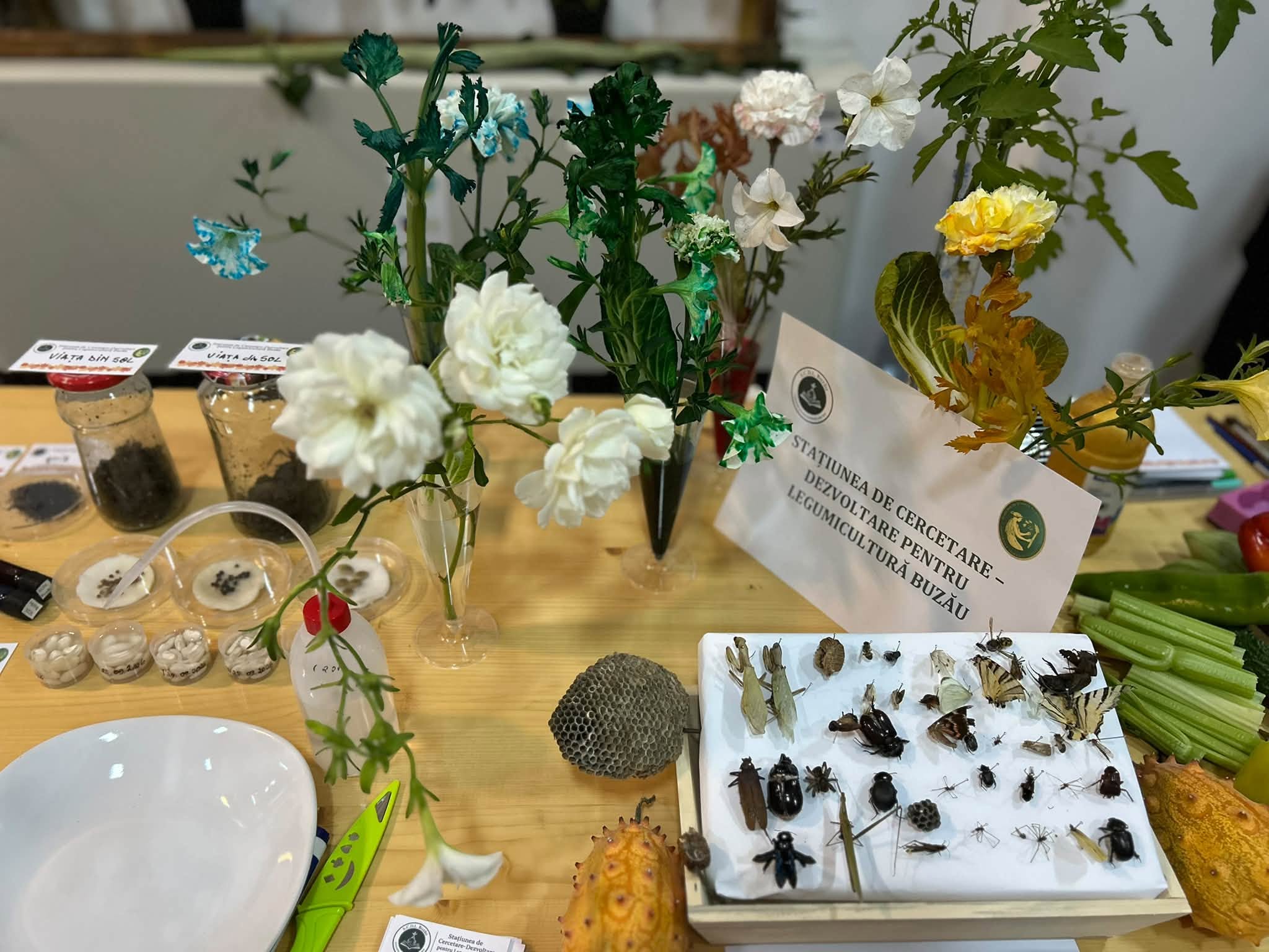Flori colorate, colecție de insecte și experimente „Viața din sol” la standul SCDL Buzău